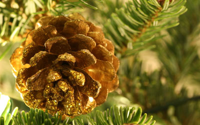 Christmas Tree Festival